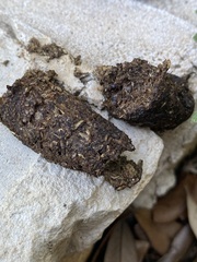 Mammalia