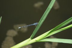 Enallagma praevarum