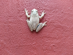 Dendropsophus molitor