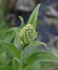 Veratrum