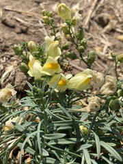 Linaria vulgaris