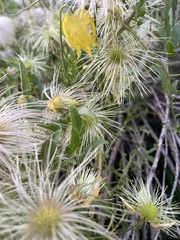 Clematis orientalis