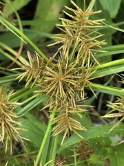 Cyperus odoratus
