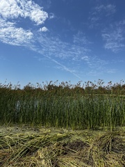 Schoenoplectus californicus
