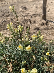 Linaria vulgaris