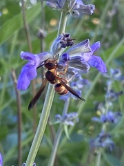 Euodynerus pratensis