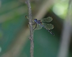 Dythemis