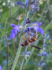 Euodynerus pratensis