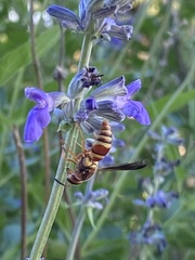 Euodynerus pratensis