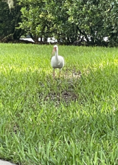 Eudocimus albus