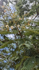 Leucaena leucocephala