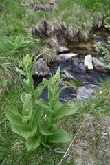 Veratrum