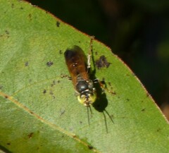Tachytes guatemalensis