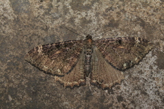 Triphosa quasiplaga
