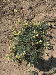 Linaria vulgaris