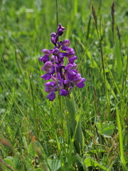 Anacamptis morio morio