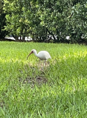 Eudocimus albus