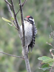 Dryobates nuttallii