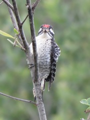 Dryobates nuttallii