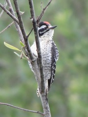 Dryobates nuttallii