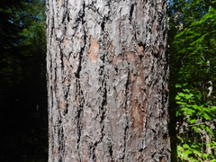 Pinus resinosa