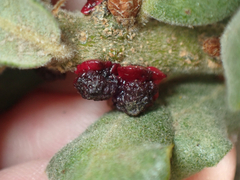 Disholcaspis prehensa