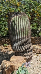 Echinocactus platyacanthus
