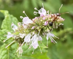 Formica pallidefulva