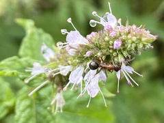 Formica pallidefulva