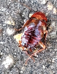 Periplaneta fuliginosa