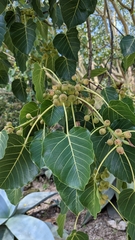 Ficus petiolaris