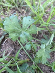 Callirhoe involucrata