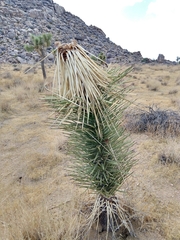 Yucca brevifolia