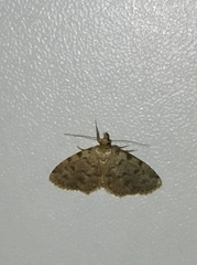 Orectis proboscidata