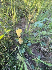 Callirhoe involucrata
