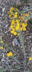 Heterotheca hirsutissima