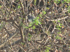 Corythaixoides leucogaster