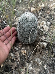 Mammillaria grahamii
