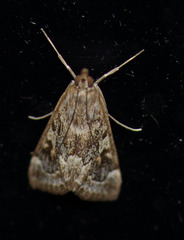 Loxostege kearfottalis