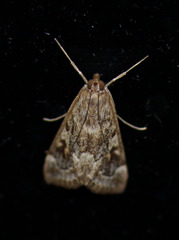 Loxostege kearfottalis