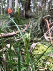 Pterostylis alpina