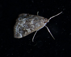 Loxostege kearfottalis