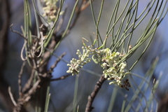 Hakea lorea lorea