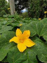 Cucurbita