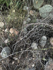 Mammillaria grahamii