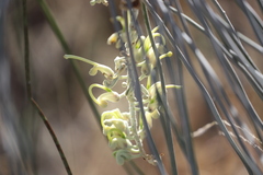 Hakea lorea lorea