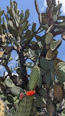 Opuntia streptacantha