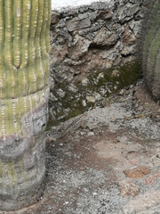 Sceloporus spinosus
