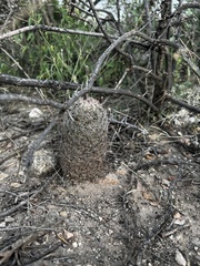 Mammillaria grahamii