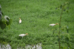 Bubulcus ibis